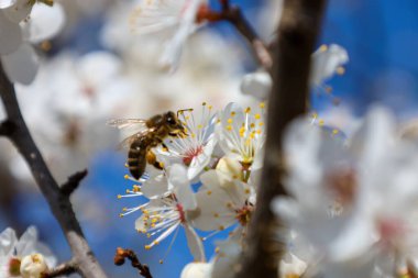Bir arı mavi gökyüzüne karşı beyaz meyve ağacının çiçeklerinden nektar toplar. İlkbaharda çiçek açan ağaçların tozlaşması.