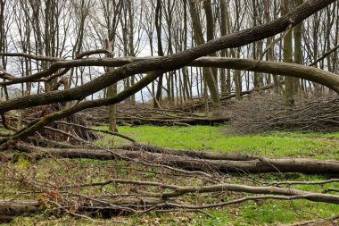 Devrilmiş ağaçlar ve kırık dallar ormandaki uzun ağaçların arasında yeşil çimlerin üzerinde uzanır. Kötü hava ya da ağaç kesiminin sonucu..
