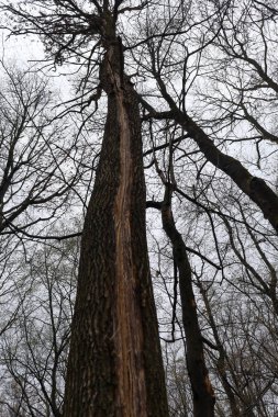 Hasarlı kabuğu olan uzun bir ağaç, diğer ağaçların birbirine dolanmış dalları arasından gri gökyüzüne doğru uzanır..