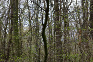 Bahar ormanı ve ilk taze yeşil yapraklar ağaç dallarında açılır. Işık yoğun gövdelere nüfuz eder, tazelik hissi yaratır ve doğanın uyanışı..