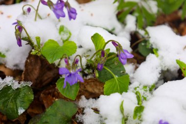 Narin mor mor çiçekler düşen yaprakların arasında eriyen karlar arasından çıkar. Parlak yapraklı küçük çiçekler ve yeşil yapraklar beyaz kar ve kahverengi yapraklarla tezat oluşturuyor..
