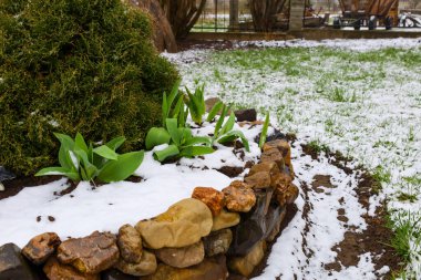 Yeşil lale filizleri olan, kısmen karla kaplı, dekoratif bir taşla çevrili küçük bir çiçek tarhı. Çevrede yeşil çimenler ve bazı yerlerde görülebilen kara topraklar var..