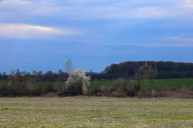 Bir bahar manzarası çiçek açan bir ağaç, muhtemelen bir erik veya siyah dikenli, hala tam olarak yeşil olmayan bir çevrede beyaz bir nokta olarak duruyor..