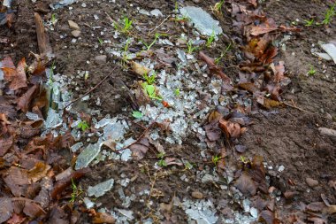 Yere saçılmış kahverengi yaprakların ve nemli toprağın arasında sayısız kırık cam parçaları var..