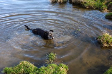 Küçük siyah bir teriyer köpek sakin suda yüzer, yüzeyde dalgalanmalar yaratır. Kıyı yeşil çimenler ve küçük bitki adalarıyla kaplıdır..