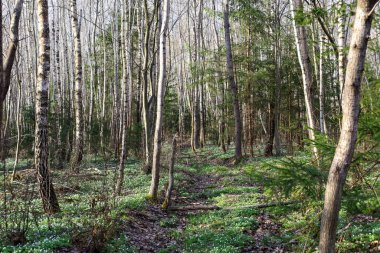Narin beyaz çiçeklerle kaplı bahar ormanı ince ağaç gövdeleri arasındaki zemini yoğun bir şekilde kaplıyor. Güneş ışığı dalların arasından süzülür, yumuşak ışık ve düşen yaprakların üzerinde uzun gölgeler yaratır..