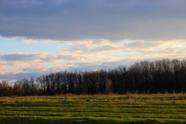 Huzurlu bir akşam manzarası: Ufuktaki karanlık bir ağaç hattına uzanan yeşil bir alan bulutlu bir gökyüzünün altında ışık demetleriyle. Ukrayna sahasında gün batımı.