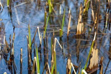 Eski, sarı kamış saplarının ve genç yeşil filizlerin yetiştiği bataklık bir bölge. Sakin su yüzeyi mavi gökyüzünü ve kuru bitkileri yansıtır..
