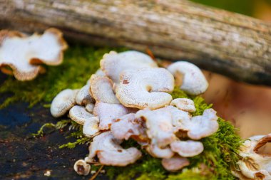 Panellus stipticus 'a (acı istiridye) benzeyen küçük beyaz mantar kümesi yeşil yosunlarla kaplı çürüyen bir kütükte yoğun bir şekilde büyür. Küçük şapkalarının düzensiz bir şekli ve dalgalı kenarları var..