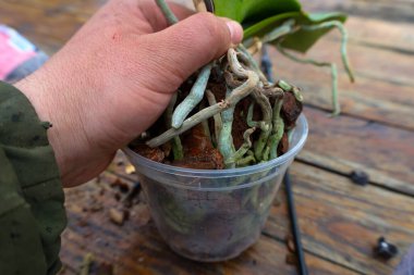 Bir el, şeffaf plastik bir tencereyi Phalaenopsis orkidesiyle dikkatlice tutar. Kabuk tabakasında filizlenen kalın hava kökleri görülebilir. Orkidenin yeşil yaprakları sağlıklı görünüyor..