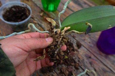 Bir el dikkatlice bir Phalaenopsis orkidesinin açığa çıkmış kök sistemini tutar. Kalın hava kökleri gümüş yeşili bir renge sahiptir ve bazı bölgelerde hasar veya kuraklık görülür..
