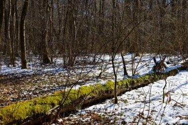 Parlak yeşil yosunlarla kaplı bir ağaçla kaplı bir kış ormanı. Arkaplanı karla kaplı zemin ve çıplak ağaç gövdeleri..