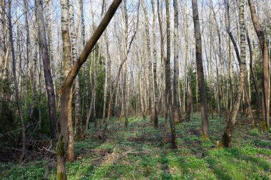 Bir bahar ormanı huş ağacıyla ve diğer yapraksız ağaçlarla, güneş ışığının geçtiği. Zemin ilk yeşil çimen ve küçük beyaz kardelen çiçekleri ile kaplıdır..