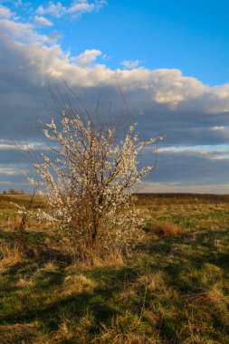 Çiçekli kiraz ağacı (Prunus cerasifera) beyaz çiçeklerle bulutlu bir bahar gökyüzüne ve kurumuş çimenli bir tarlaya karşı. Güneş ışığı çiçekleri ve dalları aydınlatır..