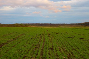 Ukrayna 'da sabahın erken saatlerinde: genç buğdaylardan oluşan yeşil bir tarla, ufukta pembe bulutlu mavi bir gökyüzünün altında bir ağaçlık alana kadar uzanıyor. Hatta sıra sıra fidanlar bile yerde geometrik desenler oluşturur..