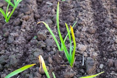 İlk yeşil filizlenen Galler soğanı Ukrayna 'daki bir bahçedeki karanlık ve nemli toprakta filizlenir. İnce, boru şeklinde yapraklar bahar güneşine uzanır. Bazı yaprak uçlarının sarımsı bir rengi var..