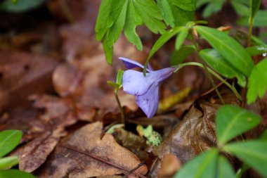 Düşen kahverengi yapraklar ve Ukrayna 'da bir orman zemininde bitkinin yeşil yaprakları arasında açan daha az menekşeli (Vinca minor) narin mavi çiçeğe yakın plan.