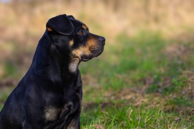 Bulanık doğal bir arka planda oturan siyah ve bronz bir Rottweiler portresi. Köpek sağa bakıyor..