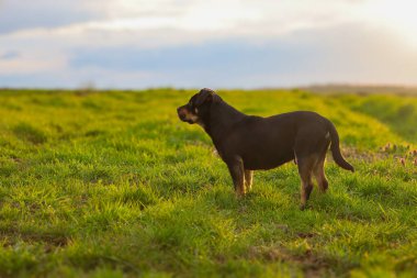 Siyah ve kahverengi bir Rottweiler, bulanık gün batımına karşı yeşil bir tarlada duruyor. Köpek soluna doğru bakıyor. Alçak güneş ışığı otları ve hayvanın hatlarını aydınlatır..