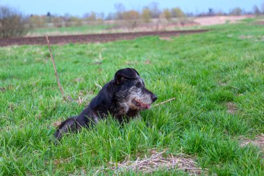 Gri ağızlıklı siyah bir köpek bir tarladaki uzun yeşil çimenlerde uzanıyor. Köpek ağzında küçük bir sopa tutuyor. Arka planda, tarlalar, ağaçlar ve mavi bir gökyüzü görülebilir..
