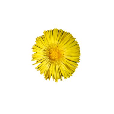 Temiz beyaz bir arkaplanda parlak sarı bir kolayak çiçeğinin (Tussilago farfara) yakın çekimi. Sarı bir merkezden yayılan sayısız ince taç yaprakları görülebilir..