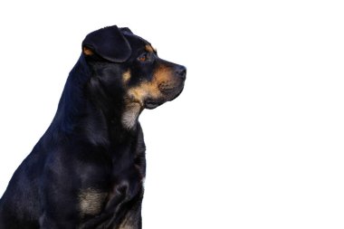Temiz beyaz bir arkaplanda siyah ve bronz bir Rottweiler portresi. Köpeğin kafası ve vücudunun bir kısmı profilden görülebiliyor, sola bakıyor..