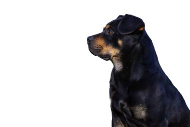 Orta boy siyah ve esmer bir köpeğin portresi temiz beyaz bir arkaplanda. Köpeğin kafası ve vücudunun bir kısmı profilden görülebiliyor, sola bakıyor..