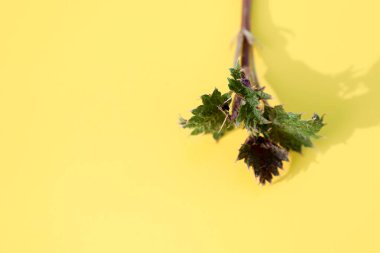 Kırmızı bir ölü ısırganın (Lamium purpureum) üst kısmının yeşil dişli yapraklarla yakın çekimi ve açık bir gölgeye sahip parlak sarı bir arka plana karşı çiçeklenmenin ilk belirtileri.