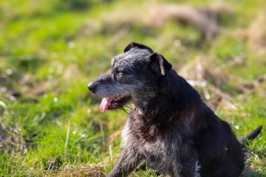 Gri ağızlıklı siyah bir köpek Ukrayna 'da parlak yeşil çimlerin üzerinde oturur. Köpek sola bakıyor, ağzı hafifçe açık ve pembe dili dışarı çıkıyor..