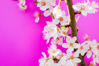 Çiçeklerin ortasındaki yoğun pembe renk dikkate alındığında, çiçek açan bir kiraz dalı (muhtemelen Prunus campanulata) ve parlak pembe arka planda sarı pullu narin beyaz çiçekler..