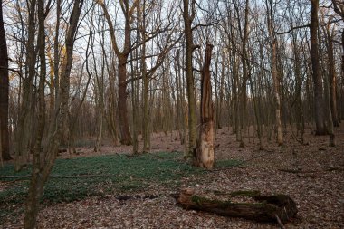 Baharın başlarında Ukrayna 'da bir ormanın akşam manzarası. Düşen yapraklar zemini kaplıyor, ilk yeşil çimenler filizleniyor..