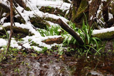 İlkbaharın başlarında Ukrayna 'da, küçük bir derenin kıyısında, ilk kar damlaları (Galanthus nivalis) ve geniş yeşil sarımsak yaprakları (Allium ursinum) kar kalıntıları arasında filizlenir..