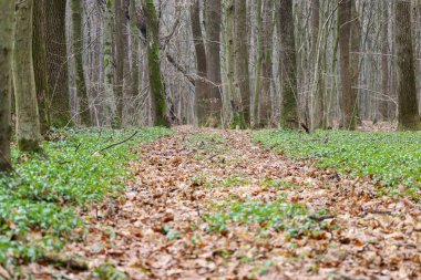 Baharın başlarında Ukrayna 'da bir orman yolu, her iki tarafında yoğun bir şekilde büyüyen tipik geniş yeşil yaprakları ile birlikte düşen yapraklarla (Allium ursinum) kaplıdır..