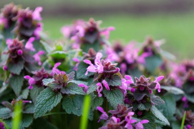 Parlak pembe çiçekleri ve yeşil yapraklı bulanık yeşil arkaplanı olan çiçekli bir bitkinin yakın çekimi. Bahar çiçeklerinin detaylı bir görüntüsü. İlkbahar, çiçek, doğa, bitki ve botanik temaları için uygun.