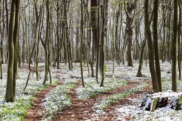 Hafif bir kar yağışı sonrası bir bahar ormanı. İnce ağaç gövdeleri yukarıya doğru uzanıyor, kabukları nemle kaplı. Zemin, ilk yeşil çimenlerin ve beyaz kar parçalarının ortaya çıktığı yere düşmüş yapraklarla kaplı..