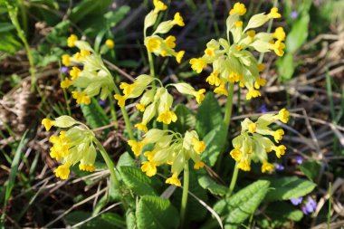 Bir grup parlak sarı sarkık inek sürüsü (Primula veris) yeşil yapraklar arasında çimen ve toprağın bulanık arka planına karşı çiçek açtı. Küçük boru çiçekleri ince yeşil pedallar üzerinde umbel benzeri şişkinlikler halinde toplanır..