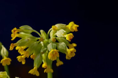 Parlak sarı inek kaymasının (Primula veris) koyu mavi, neredeyse siyah arkaplana uzanan gür bir kabarıklığı. Merkezinde turuncu noktalar olan küçük boru çiçekleri, yeşil pedalların üzerindeki sarkık sütunlarda toplanır.. 