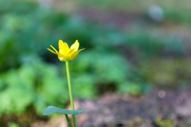 Daha az selandinli (Ficaria verna) tek bir parlak sarı çiçek incecik yeşil bir gövdede çiçek açtı..