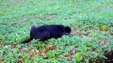 Huzurlu yaşlı siyah bir köpek bahar ormanında narin beyaz şakayık çiçeklerinin arasında yavaşça yerde yuvarlanıyor. Güneş ışığı, ağaç yapraklarının arasından yavaşça süzülerek rahatlatıcı hayvanın etrafında hafif bir aydınlanma yaratır..