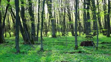 Büyüleyici bir bahar ormanı, çiçek açan şakayıklardan oluşan narin beyaz bir halı ile kaplıdır. Güneş ışığı, genç yeşil yaprakların arasından yavaşça geçer ve orman zemininde yumuşak, dantelli bir ışık yaratır..
