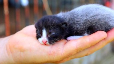 Nazik bir insan avucunun üzerinde çaresizce uzanan küçük, yeni doğmuş kör bir kedinin yakın çekimi. Pembe derisi kıl yumağıyla kaplı ve gözleri sıkıca kapalı..