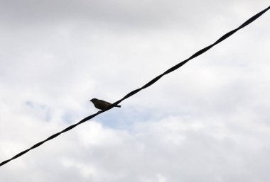 Küçük bir kuş bulutlu bir gökyüzüne karşı siyah bir elektrik telinin üzerinde oturur. Kuşun koyu bir silueti var, detaylarını kestirmek zor. Kablo çerçeveyi çapraz olarak kesiyor..