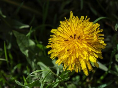 Yakın plan çekimde yeşil çimen zeminine karşı parlak sarı çiçekli bir karahindiba (Taraxacum officinale) yer alır. Sayısız taç yaprağında birkaç küçük kara böcek görülebilir..