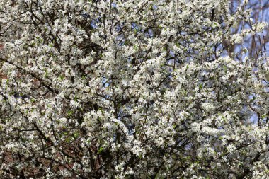 Ağacın dallarını yoğun bir şekilde kaplayan sayısız küçük beyaz çiçekle birlikte, bol miktarda siyah diken açmaktadır. Mavi bahar gökyüzü çiçeklerin arasından zar zor görülebiliyor..