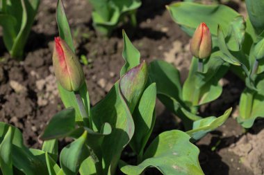 Yeşil yapraklar arasında, açılmamış lale tomurcuklarının yakın plan çekimleri karanlık toprağın arka planına karşıdır. Tomurcukların kırmızı ve yeşil renkleri var. Bu da yakında çiçek açacağını gösteriyor..