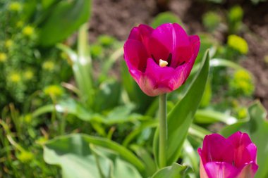 Güneş ışığındaki yeşil yaprakların arasında açan parlak pembe lalenin yakın çekimi. Çiçeğin narin taç yaprakları ve çekirdeği görülebilir. Arka planda bulanık yeşillik ve toprak var..