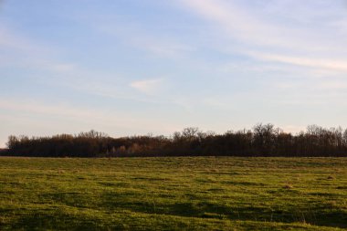 Önünde yeşil bir tarla ve ufukta karanlık bir orman şeridi olan huzurlu bir kırsal alan. Açık mavi bir gökyüzü, beyaz bulutlar boşluğun büyük bir kısmını kaplıyor. Geniş ve açıklık hissi yaratıyor..