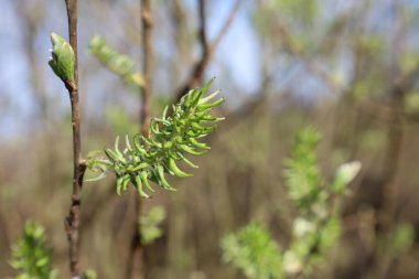 Yeşil söğüde yakın çekim (Salix sp.) Ukrayna 'nın bulanık bahar arkaplanına karşı açık tomurcukları olan ince bir daldaki katkinler. Yumuşak taze yapraklar görünmeye başlıyor..