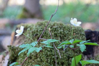 Ukrayna 'daki bir ilkbahar ormanında, yosun kaplı yaşlı bir kütüğün üzerindeki yeşil yapraklar arasında, sarı mantarlı iki narin (Anemone nemorosa) çiçek açtı..
