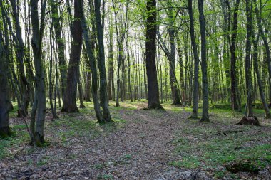 Ukrayna 'da güneşli bir bahar ormanı. İnce ağaç gövdeleri genç yeşil yapraklarla kaplı. Toprak dökülen yapraklarla dolu, içinden ilk çimenler ve yalnız beyaz ahşap şakayık çiçekleri yükseliyor..